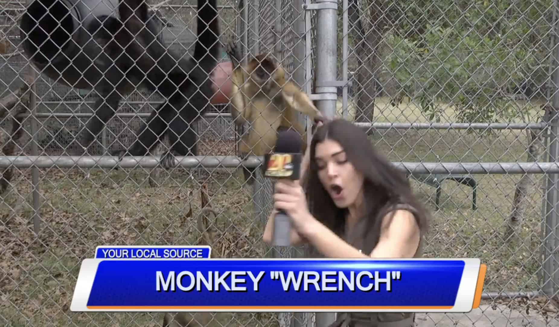 10 Times Animals Crashed Live News Broadcasts